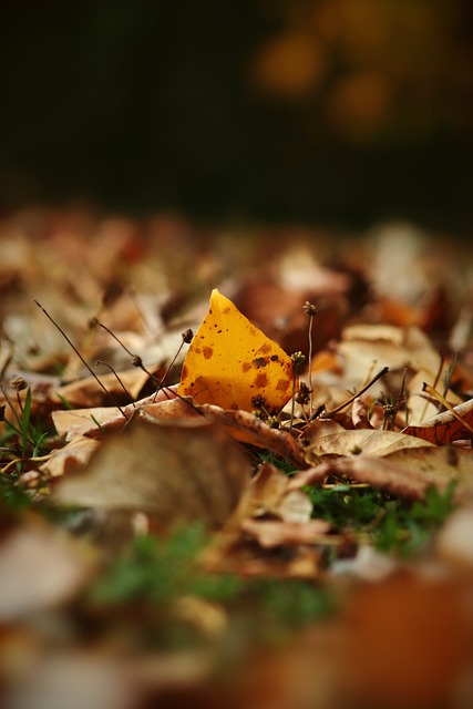 球员们始终 球员们始终